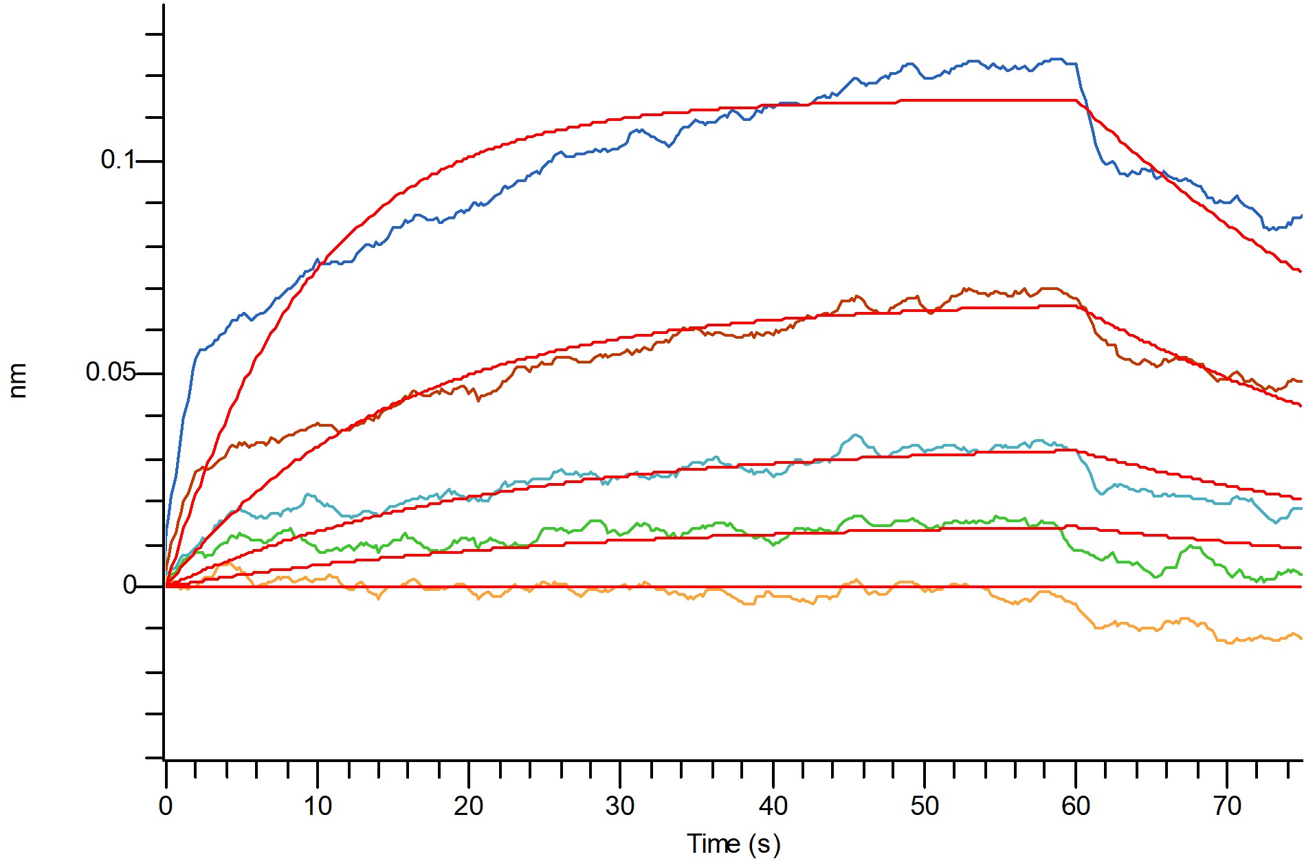 Mouse CD32b +BLI.jpg